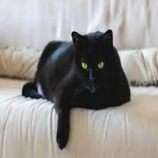 تفسير حلم قطة سوداء للعزباء لابن سيرين